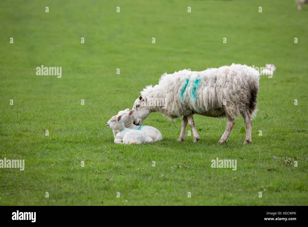 Would Ewe Rather Be a Lamb or a Lemming? - The Santa Barbara