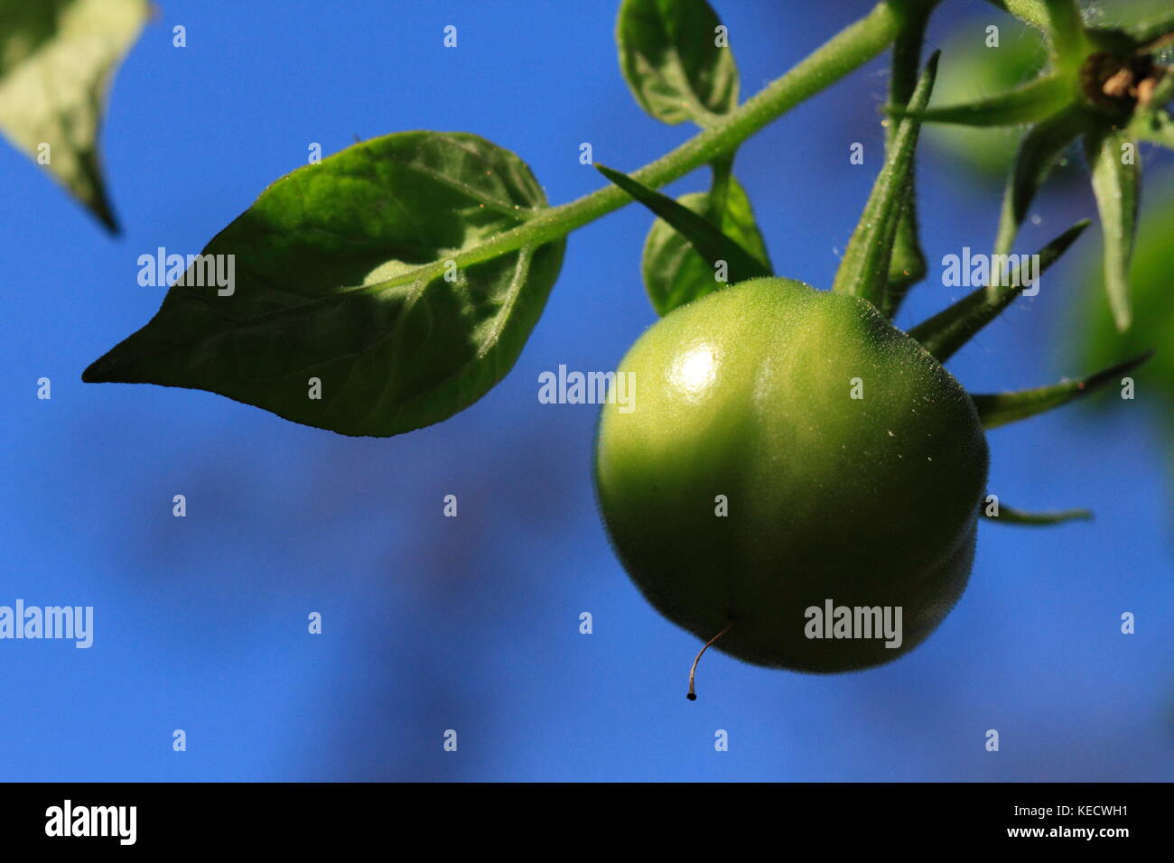 Green tomato on the vine Stock Photo - Alamy