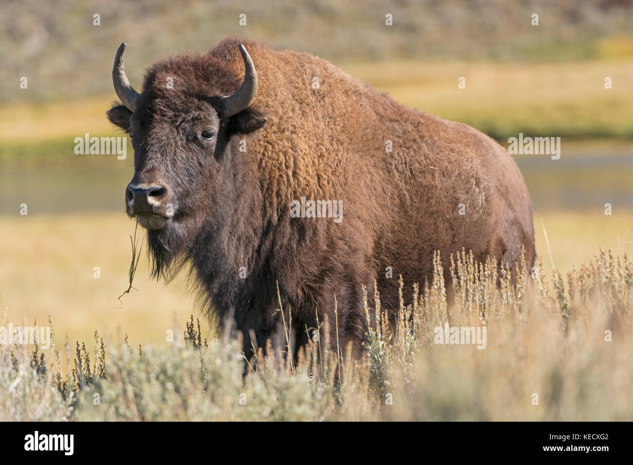 American Bison in Hayden Valley in Yellowstone National Park Stock