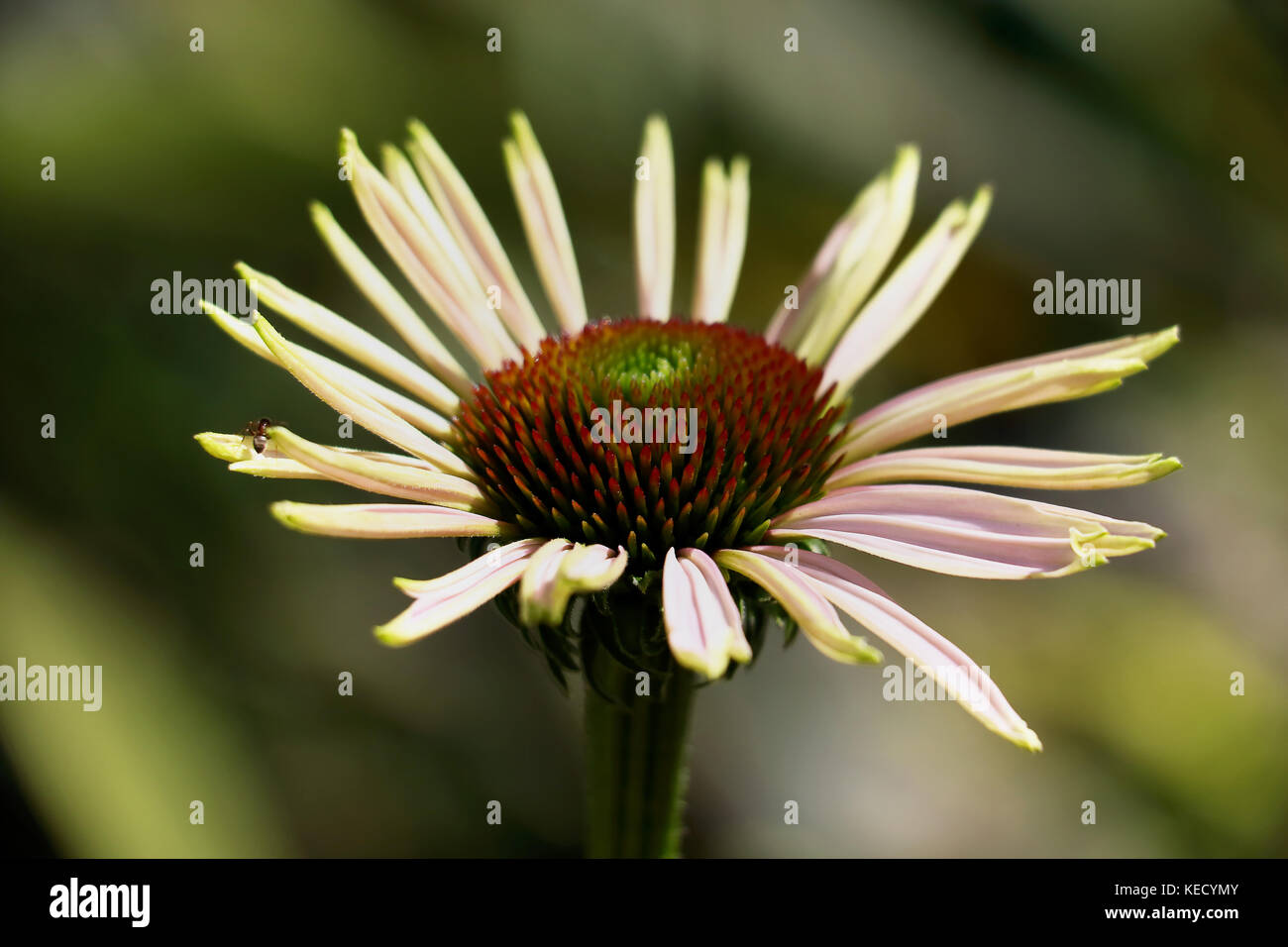 Curled petals hi-res stock photography and images - Alamy