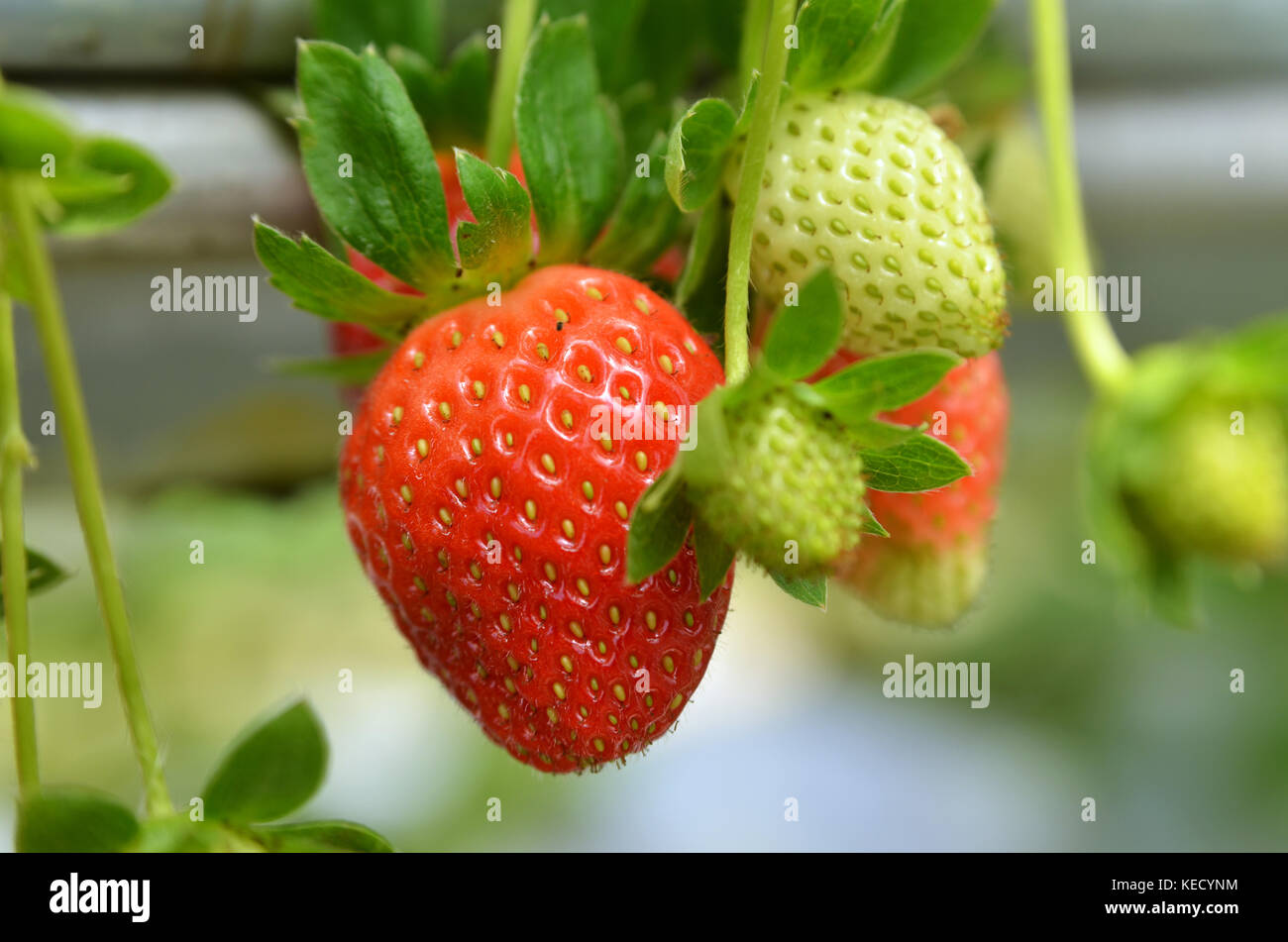 Strawberry Growth In The Strawberr Farm In Genting Malaysia Stock Photo Alamy