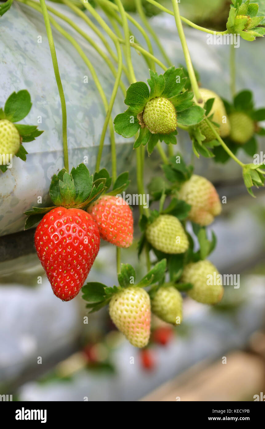 Strawberry growth in the strawberry farm in Genting Malaysia Stock Photo Alamy