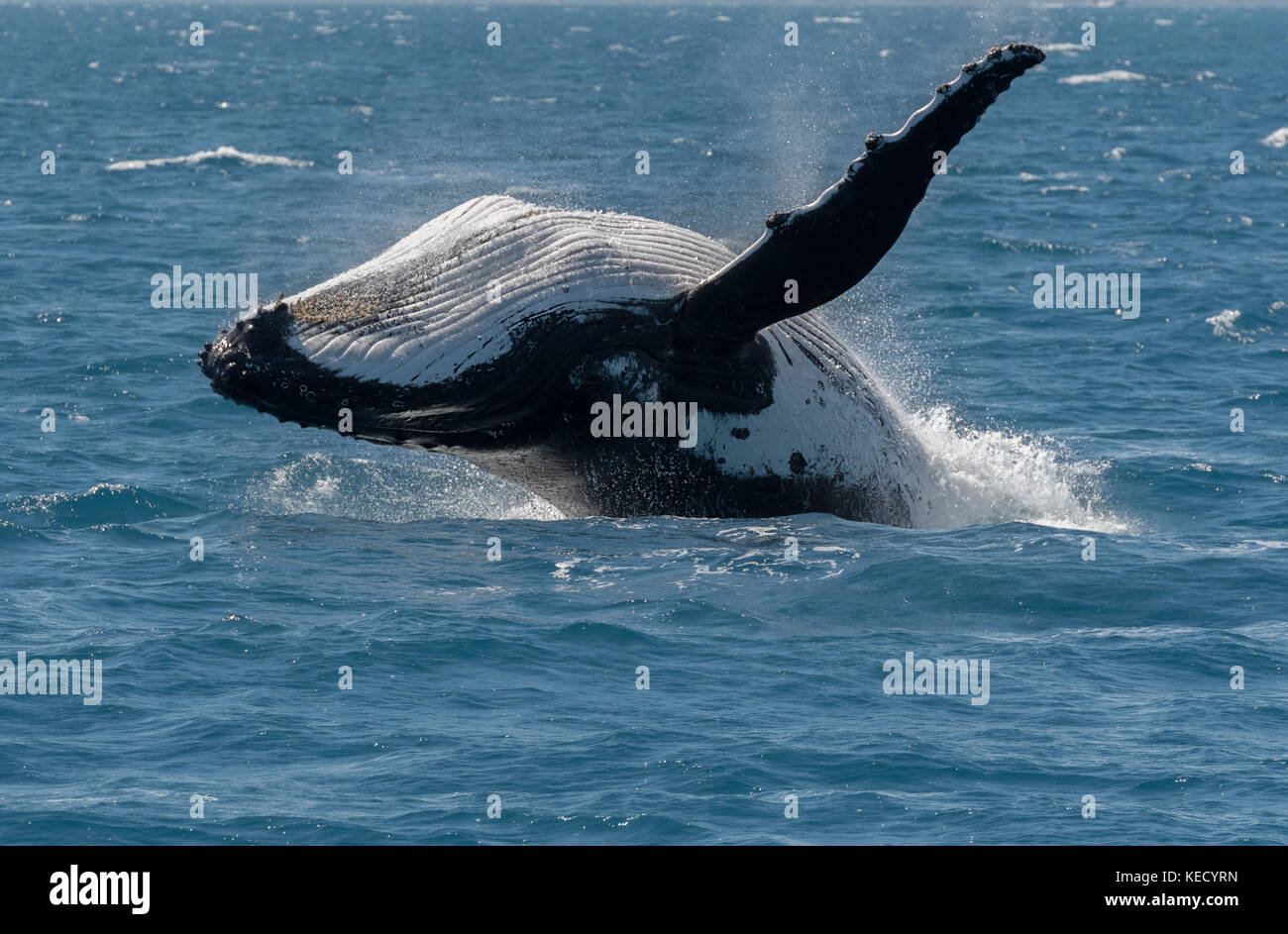 Humpback Whale (Megaptera novaeangliae)  breaching at Hervey Bay, Queensland, the whale watching capital of Australia. Stock Photo
