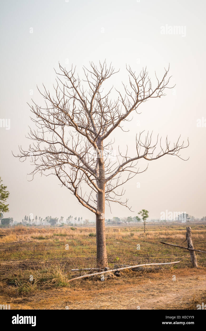 Image showcasing Dead tree branches plains Stock Photo - Alamy