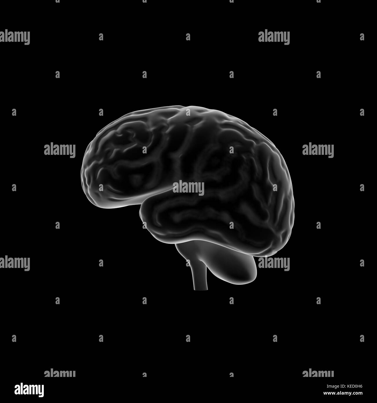 Human Brain, Anatomy, Head Stock Photo