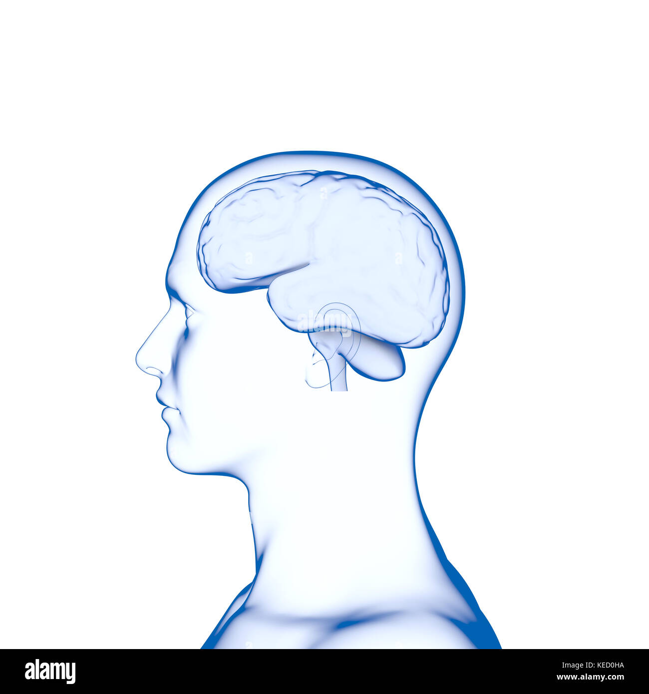 Human Brain, Anatomy, Head Stock Photo