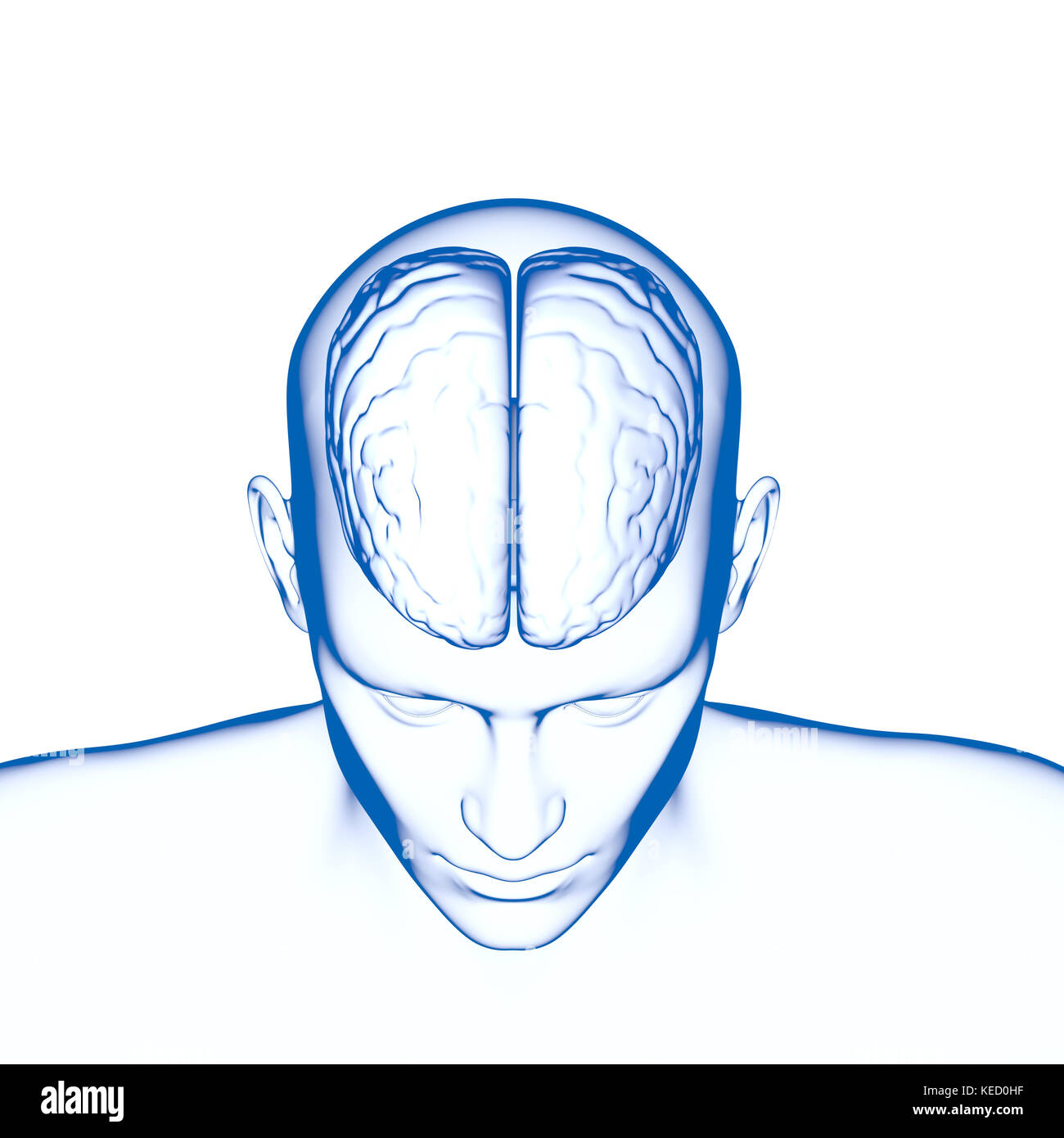 Human Brain, Anatomy, Head Stock Photo