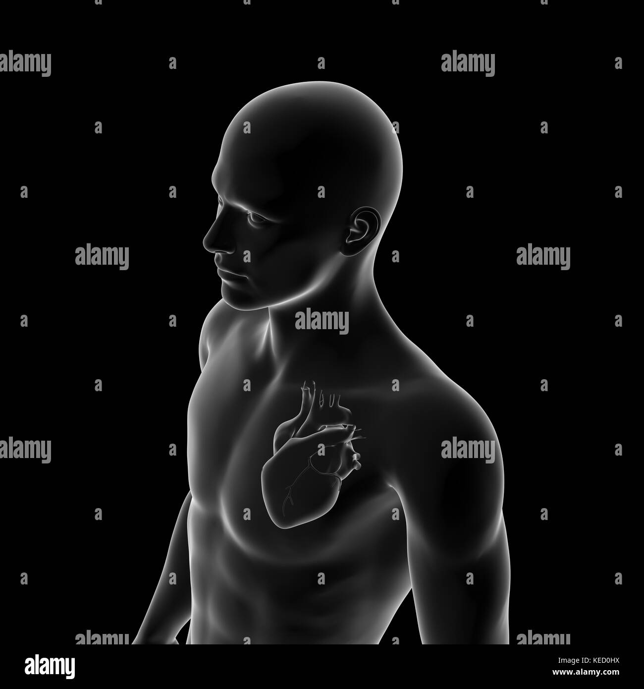 Human Heart, Anatomy Stock Photo Alamy