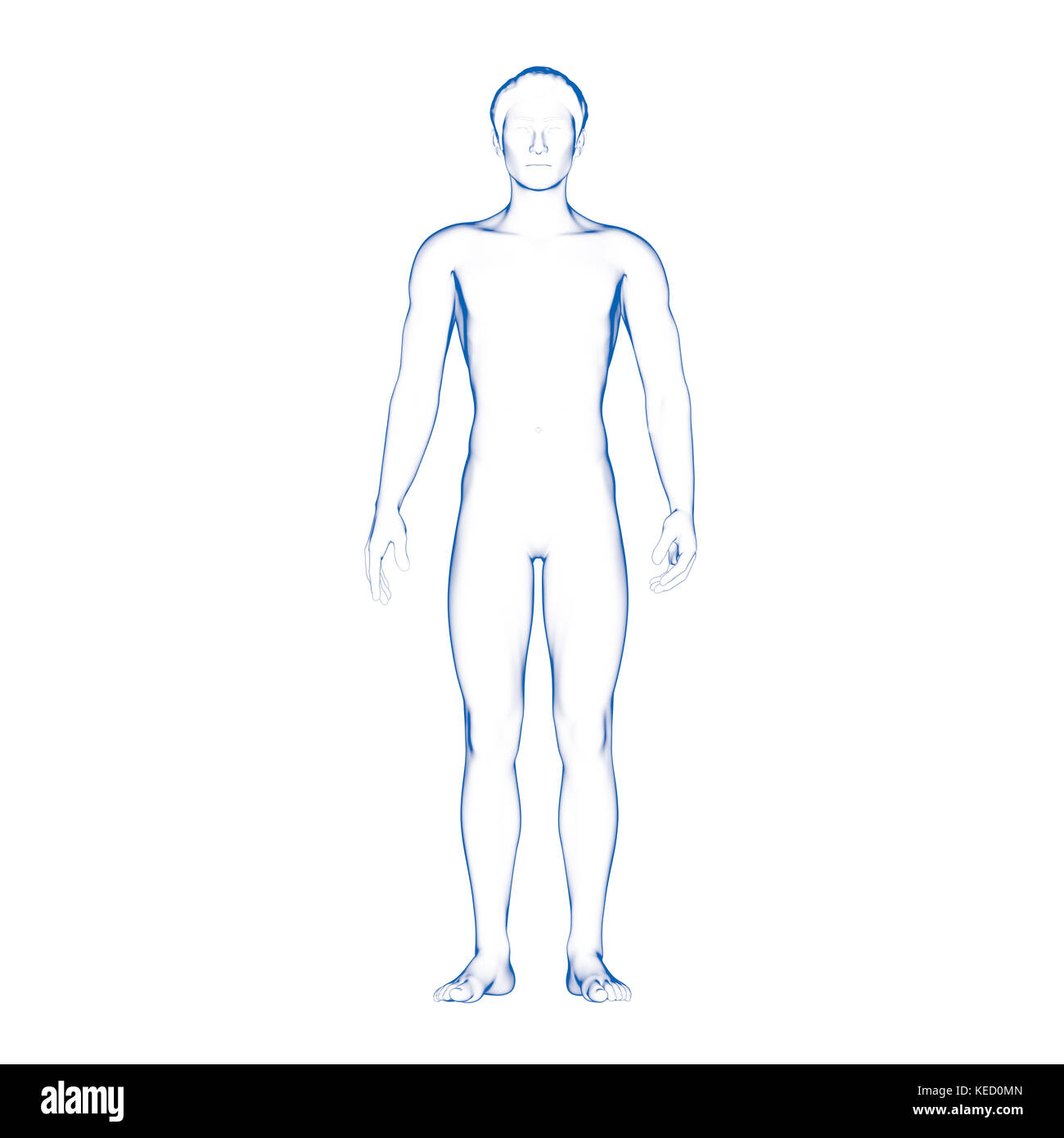 Human Male Body Shape Stock Photo - Alamy