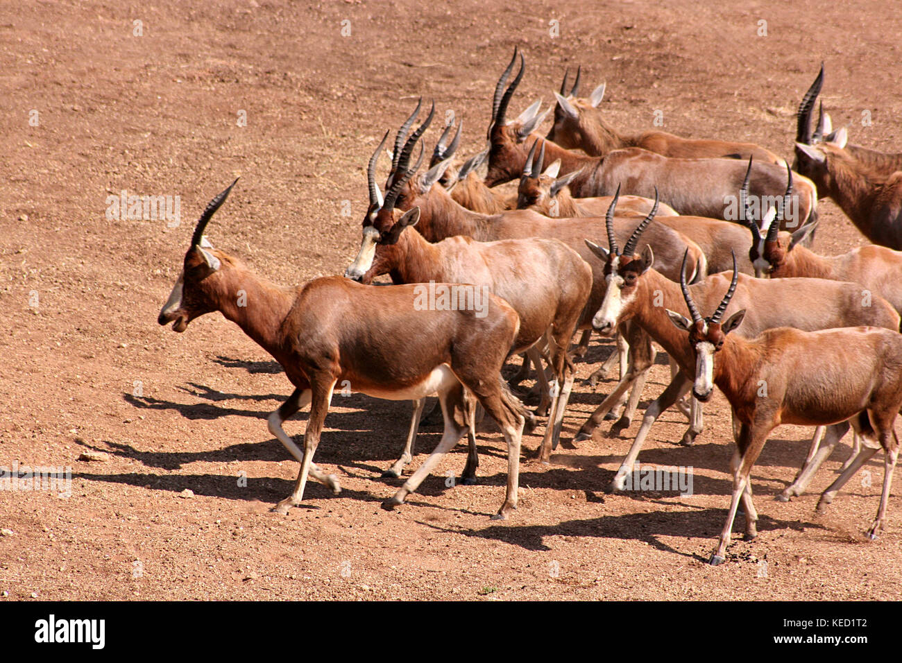 Herd of Blesbok Antelope running across the dusty ground in Limpopo Province, South Africa Stock Photo