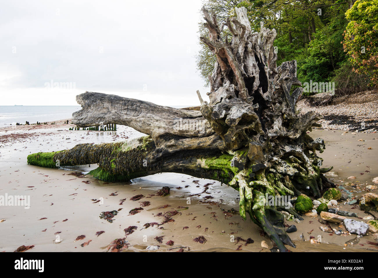 Sea Level Rise - Tree Collapse. As the average sea level rises - maybe due to global warming - so trees that were once on land, collapse into the sea. Stock Photo