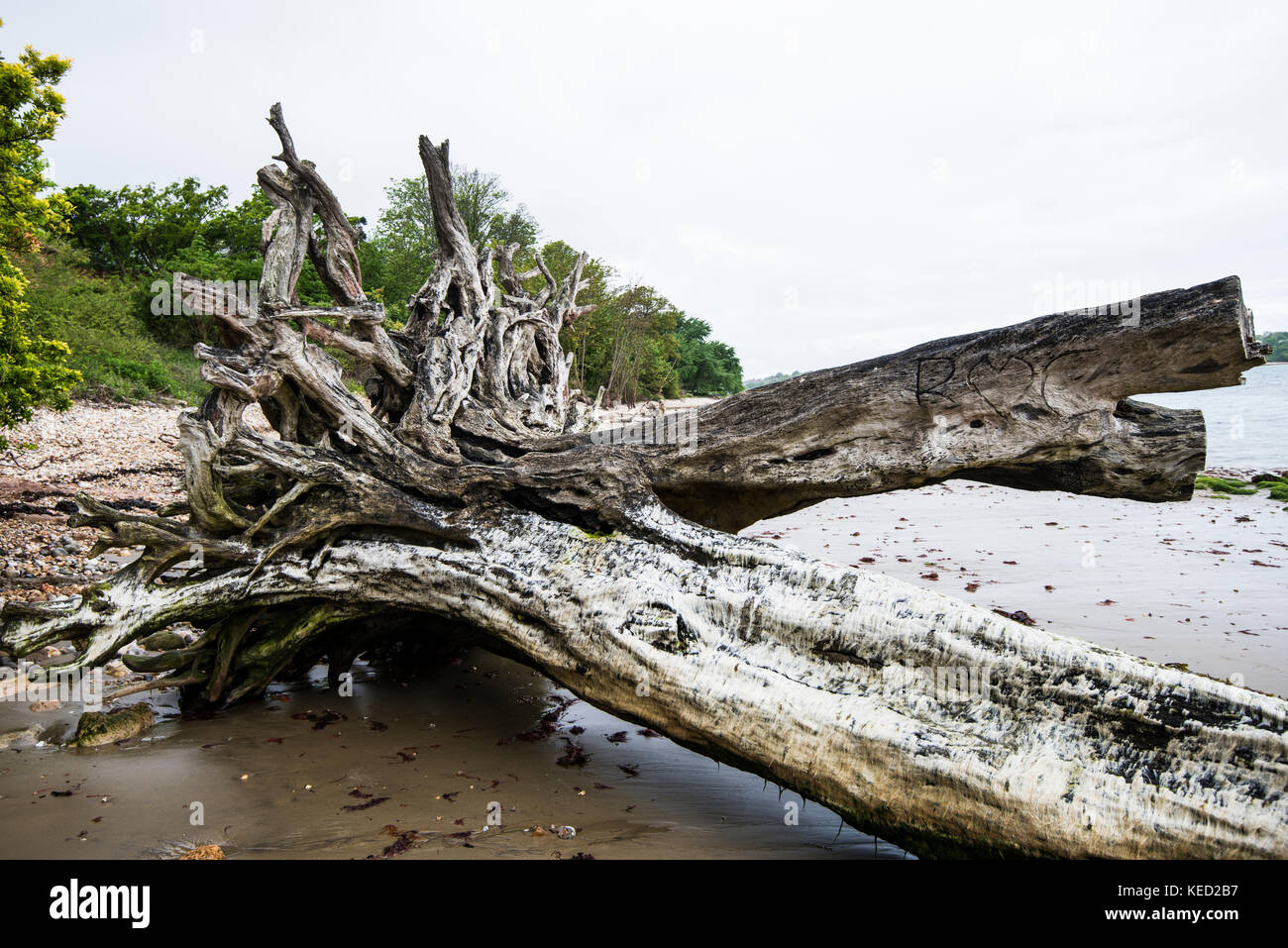 Sea Level Rise - Tree Collapse. As the average sea level rises - maybe due to global warming - so trees that were once on land, collapse into the sea. Stock Photo