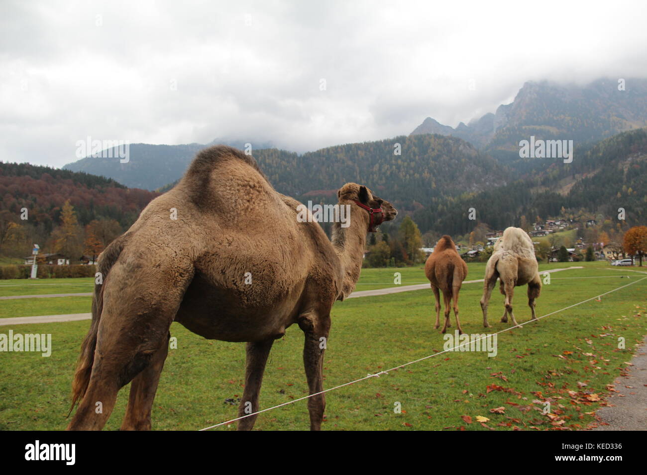 Camel / A camel is an even-toed ungulate within the genus Camelus Stock Photo
