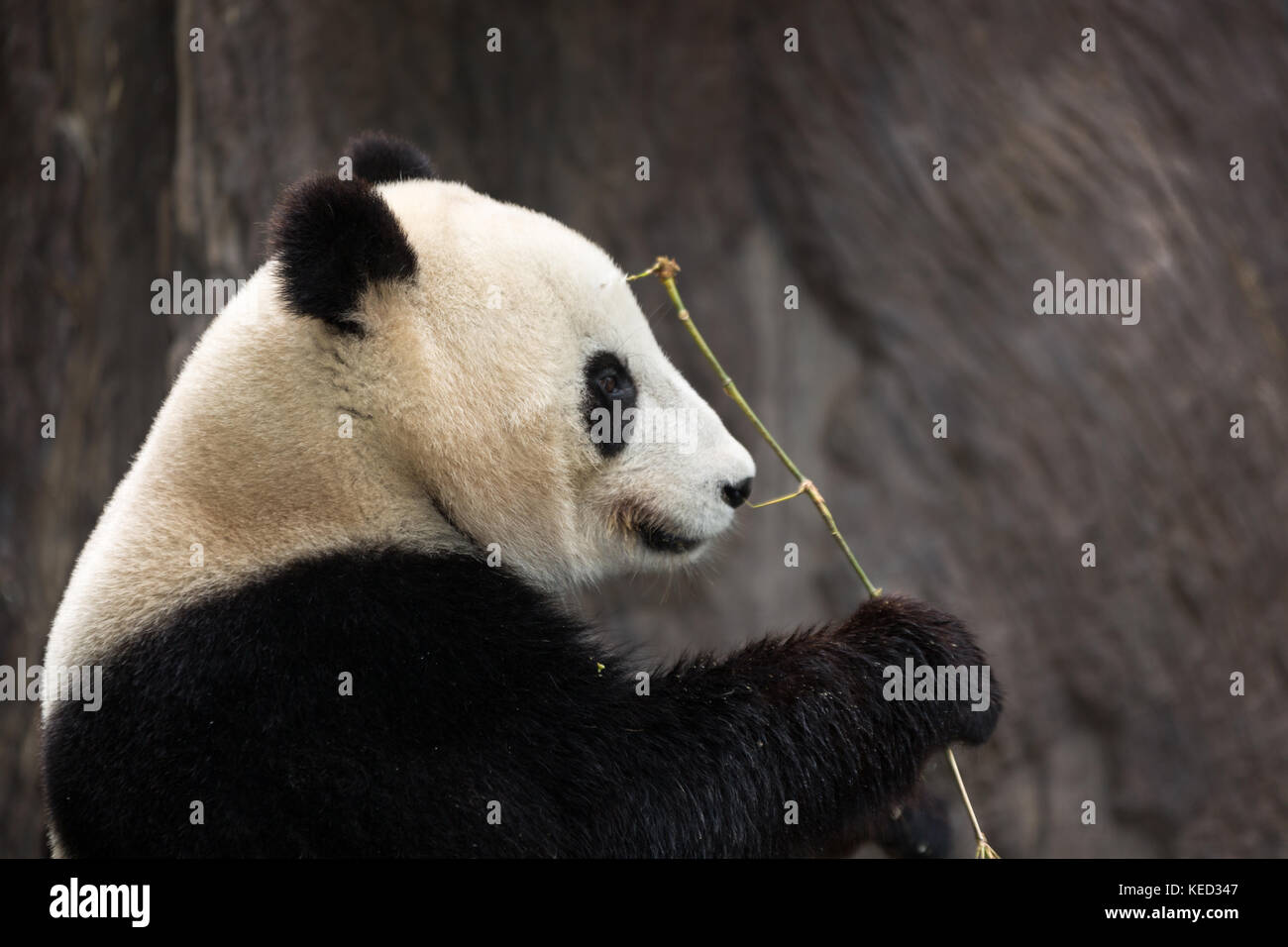 Panda eating bamboo isolated with blurred background Stock Photo