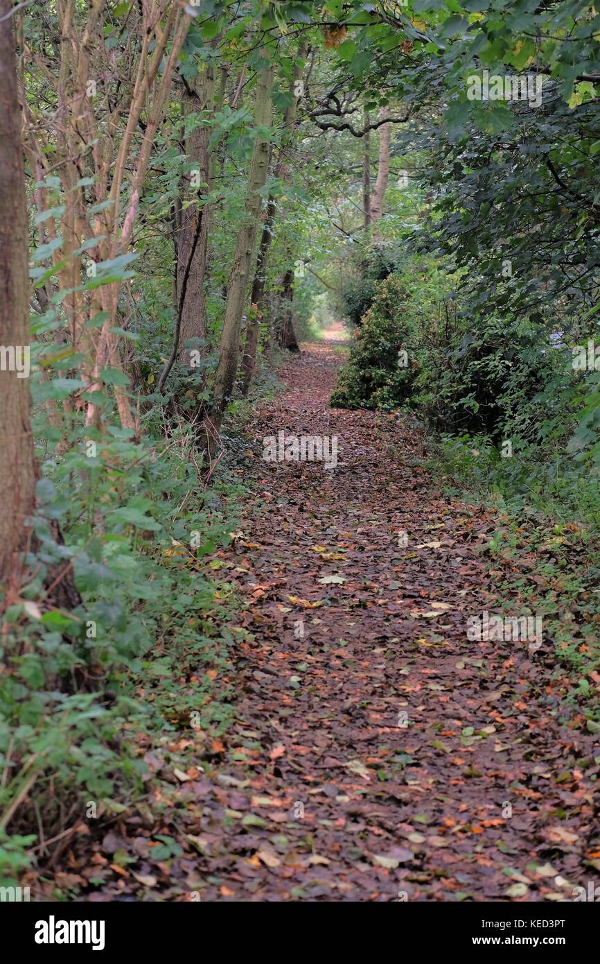 woodland path through woodland Stock Photo - Alamy