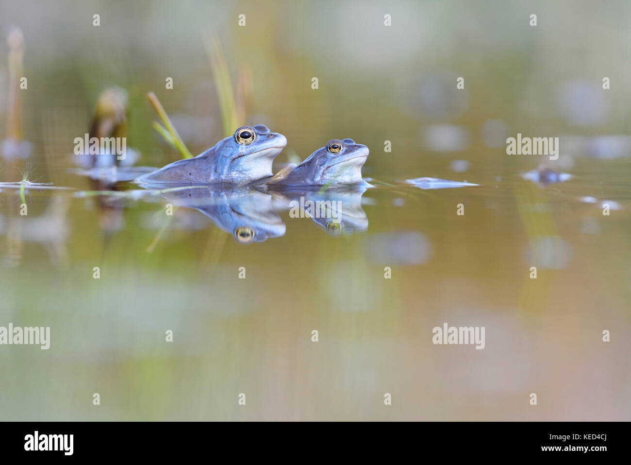 Moor frogs (Rana arvalis), two males, blue coloured during mating ...