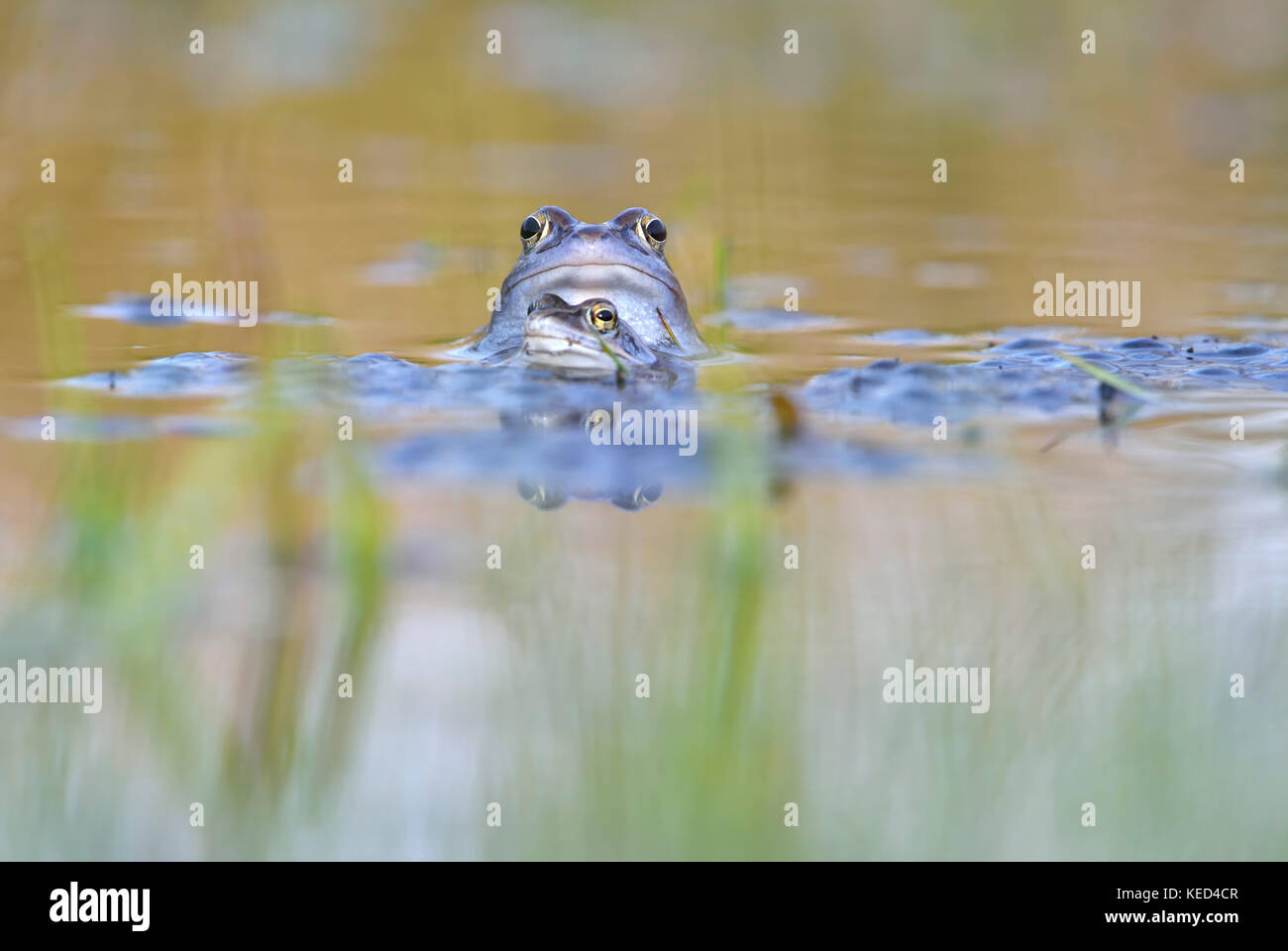 Moor frogs (Rana arvalis), two males, blue coloured during mating ...