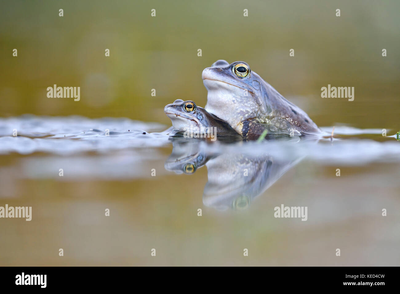 Moor frogs (Rana arvalis), two males, blue coloured in mating season in ...