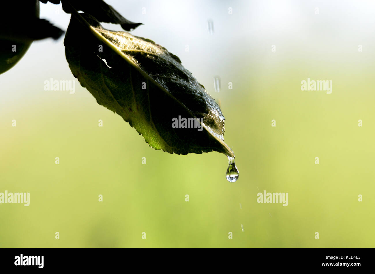 Picture of a waterdrops on a leaves in the morning Stock Photo - Alamy