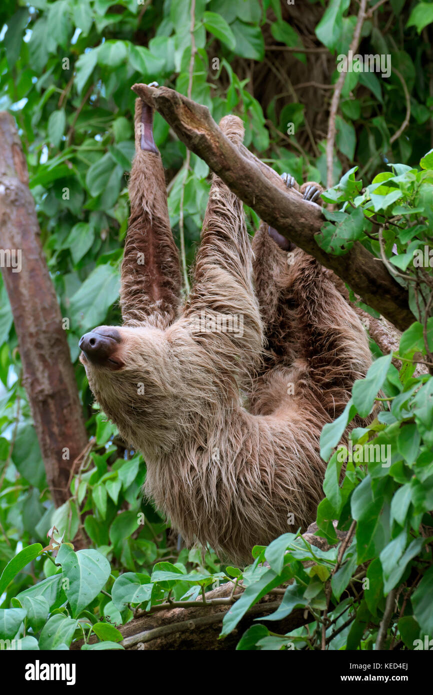 Linnaeus's two-toed sloth (Choloepus didactylus), captive, occurrences in Central and Northern South America Stock Photo