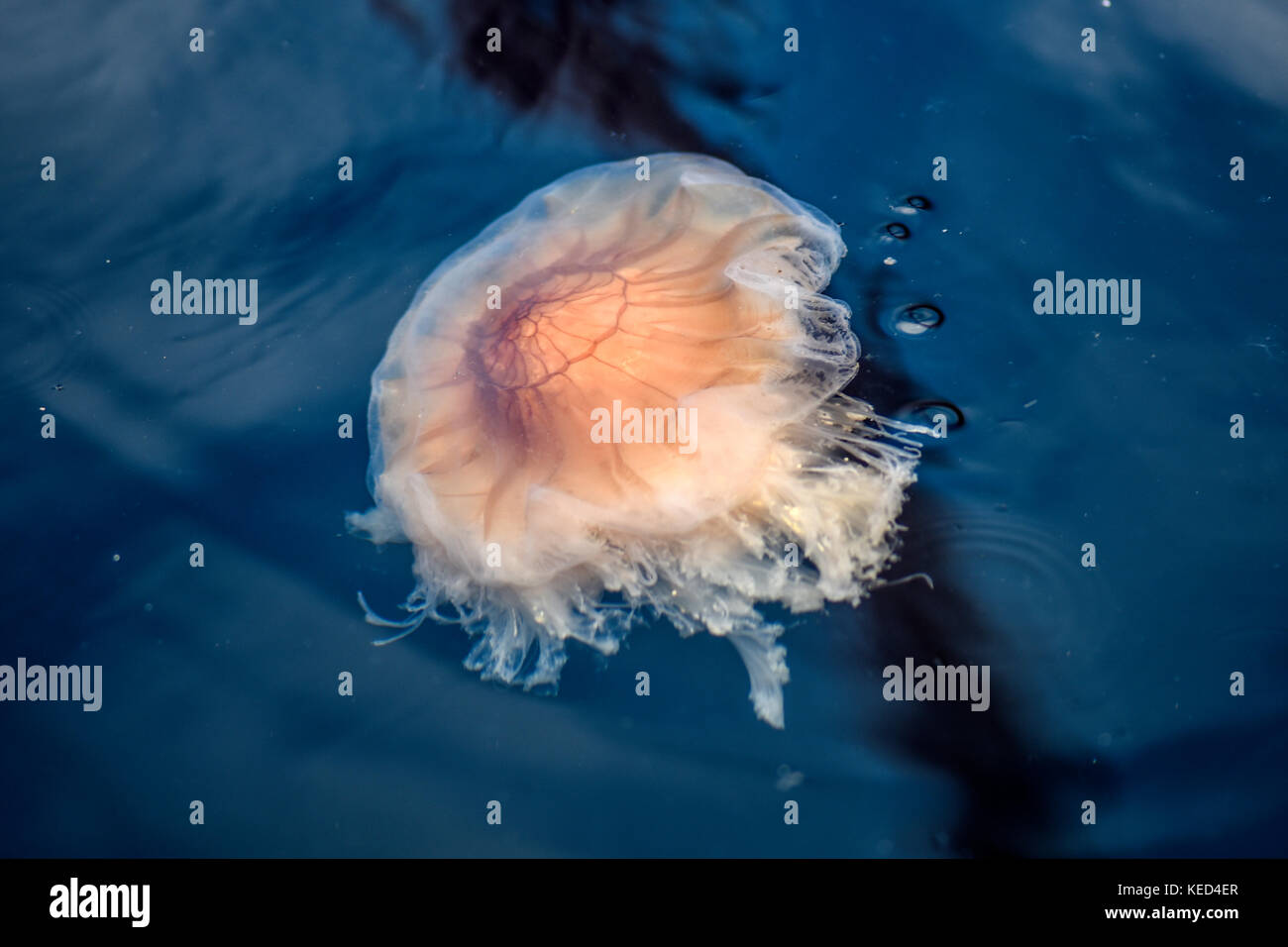Jellyfish floating in the waters of the North Sea Stock Photo