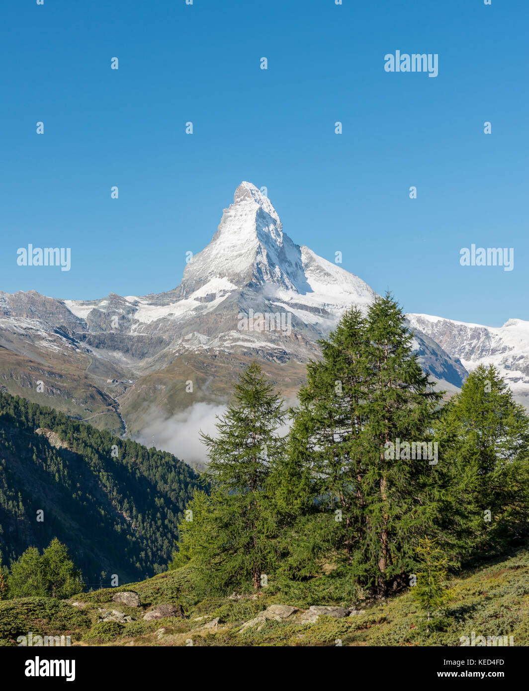 Mountain landscape, spruce in front of snow-covered Matterhorn, Valais, Switzerland Stock Photo
