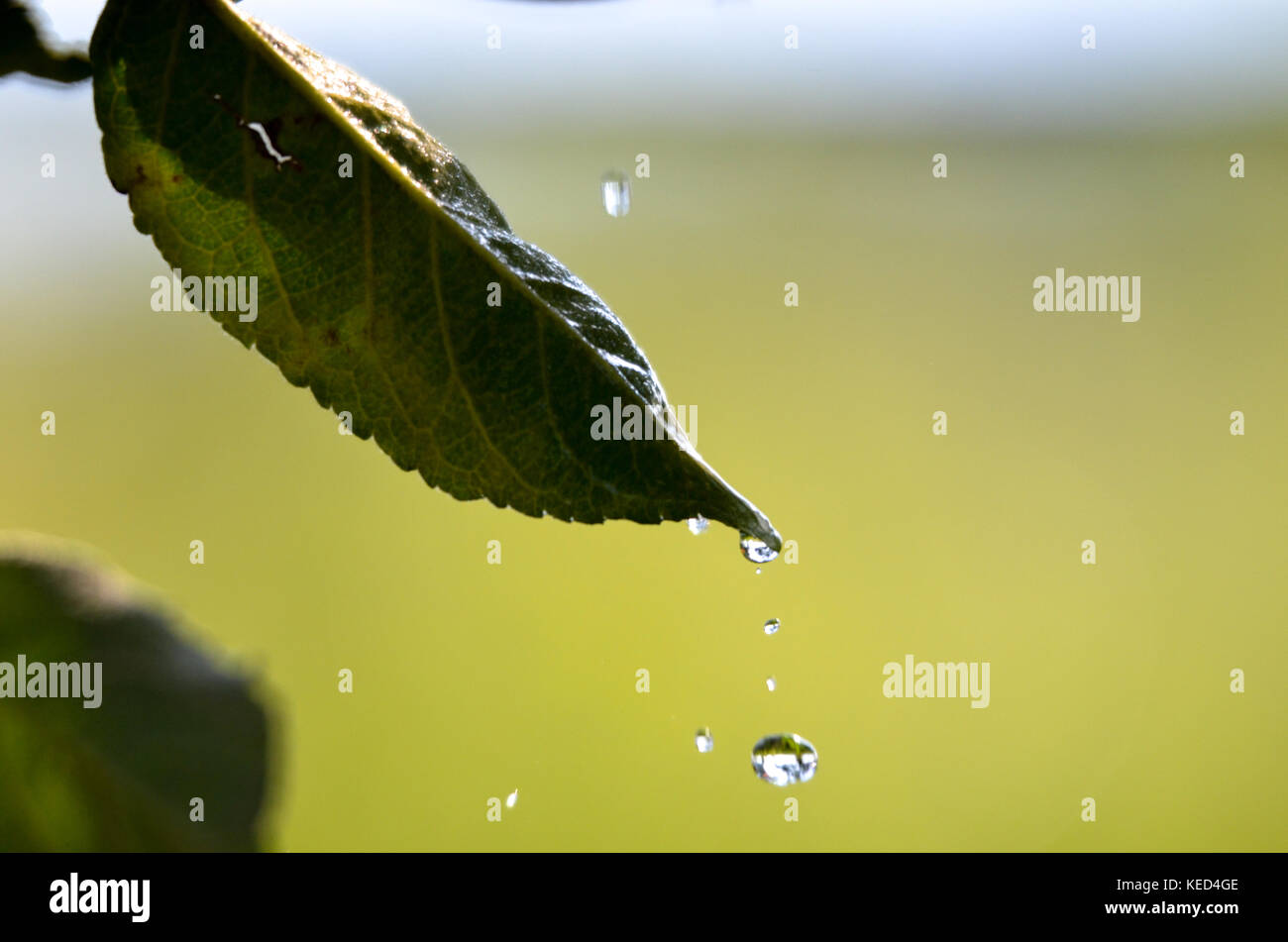 Picture of a waterdrops on a leaves in the morning Stock Photo - Alamy