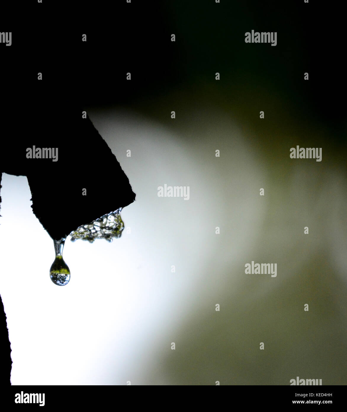 Picture of a waterdrops on a leaves in the morning Stock Photo - Alamy