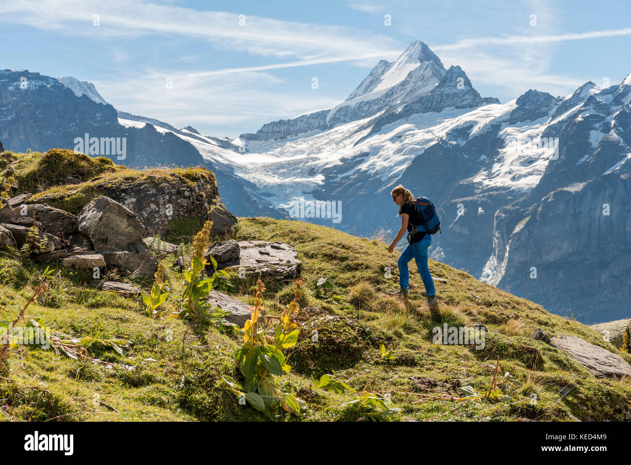 Hiker, in the back snow-covered north face of the Eiger, Eiger, Mönch, Jungfrau, Großes Fiescherhorn, Grindelwald, Bern Stock Photo