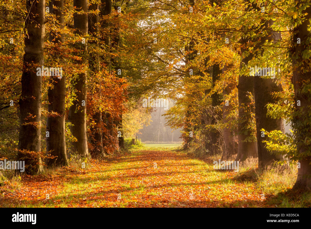 Pathway covered fallen leaves hi-res stock photography and images - Alamy