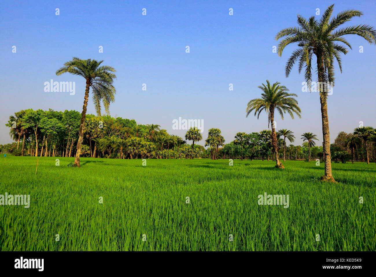 Crops field and date palm trees in Jessore, Bangladesh Stock Photo Alamy