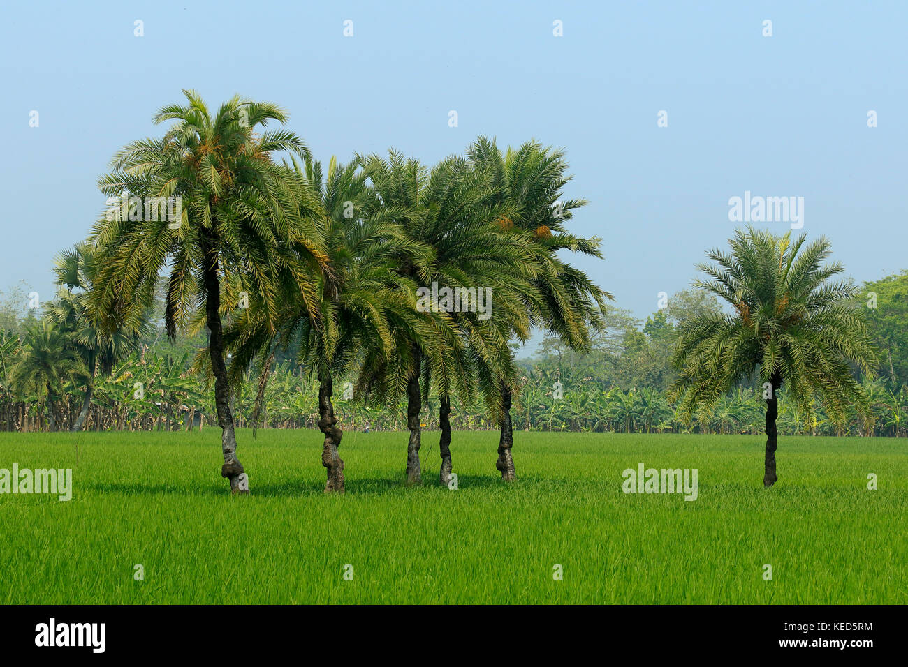 Crops field and date palm trees in Jessore, Bangladesh Stock Photo Alamy