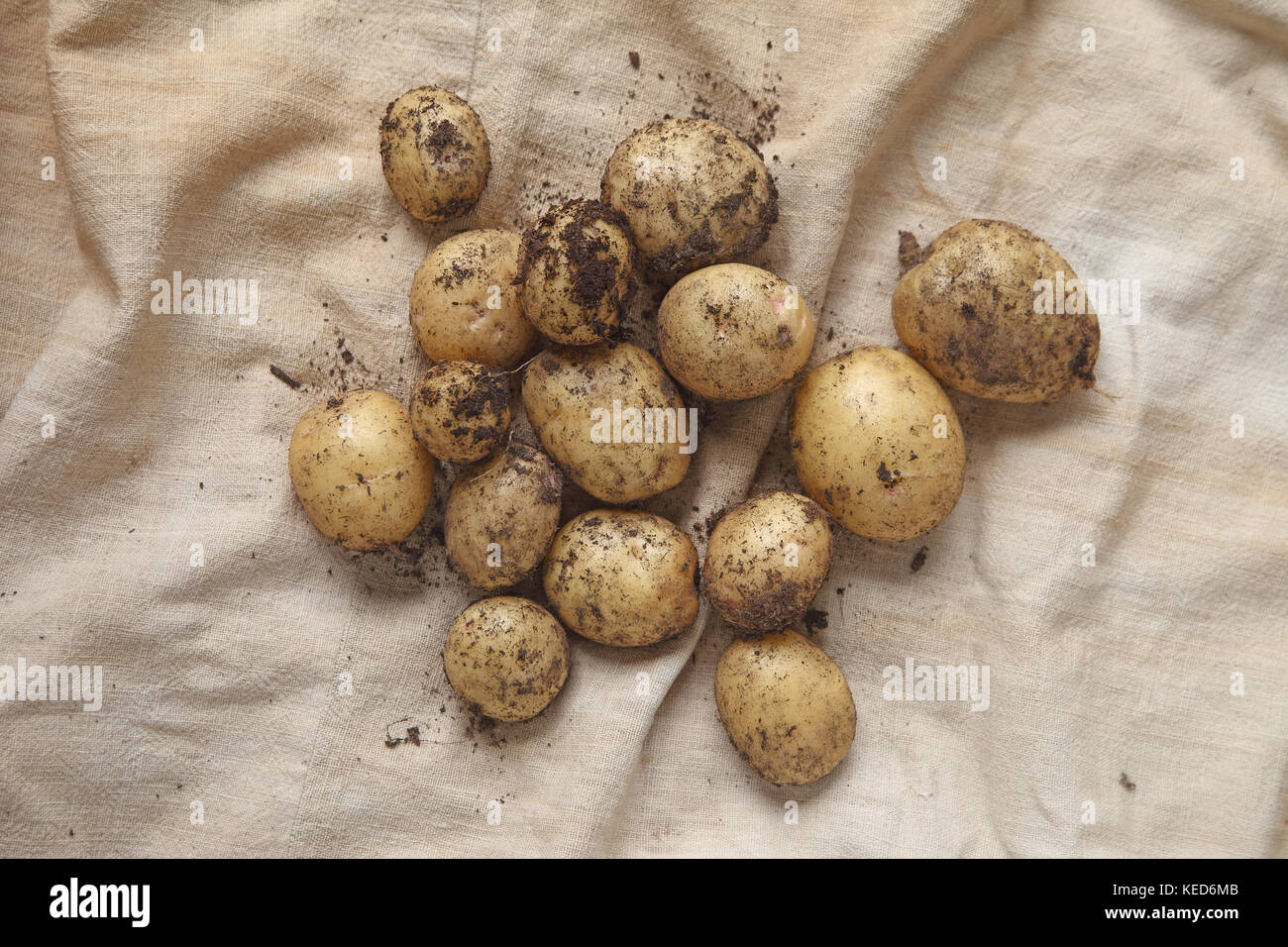 Freshly dug potatoes on burlap from overhead Stock Photo - Alamy