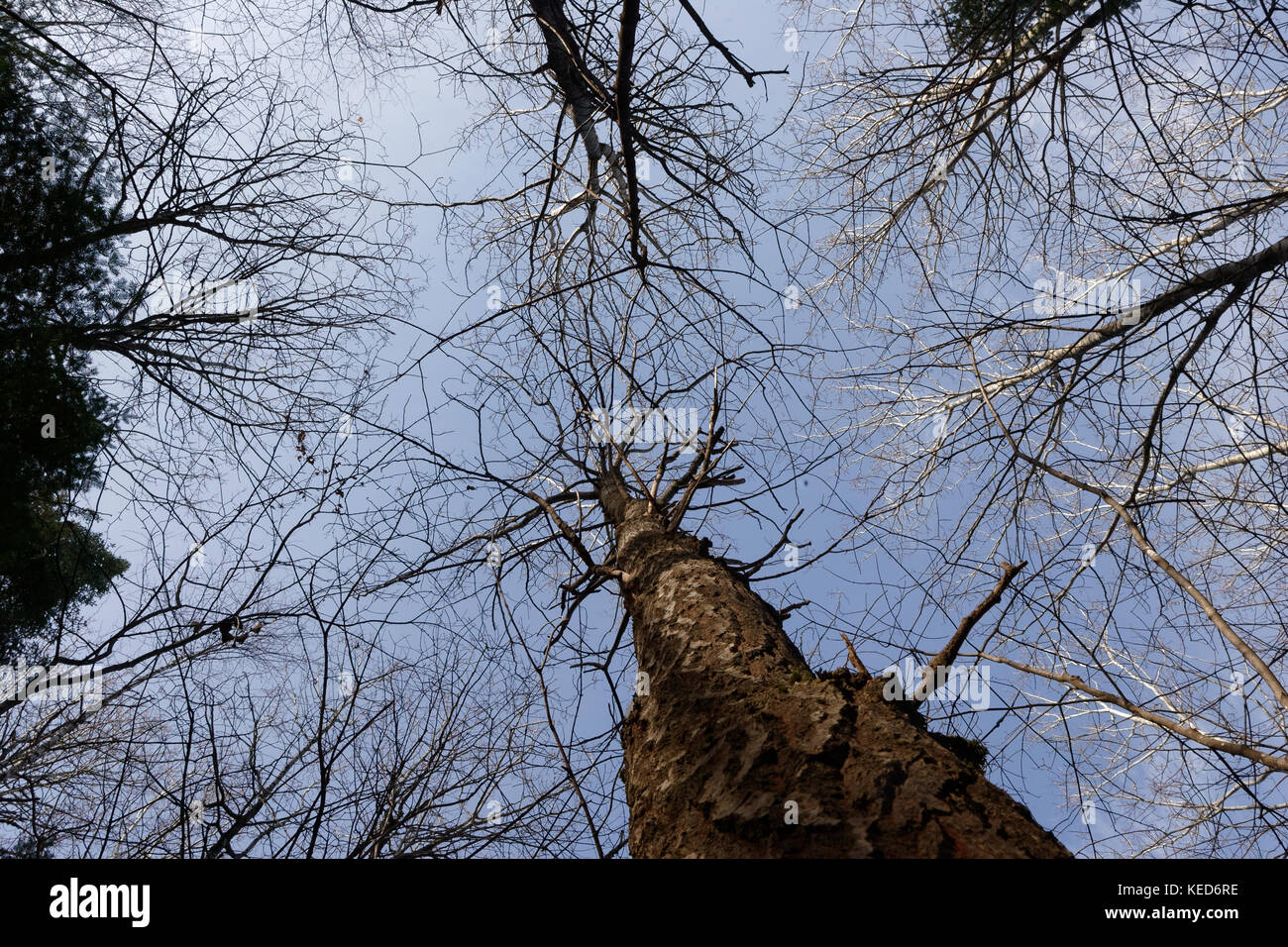 Quebec,Canada. tall trees in the forest Stock Photo Alamy