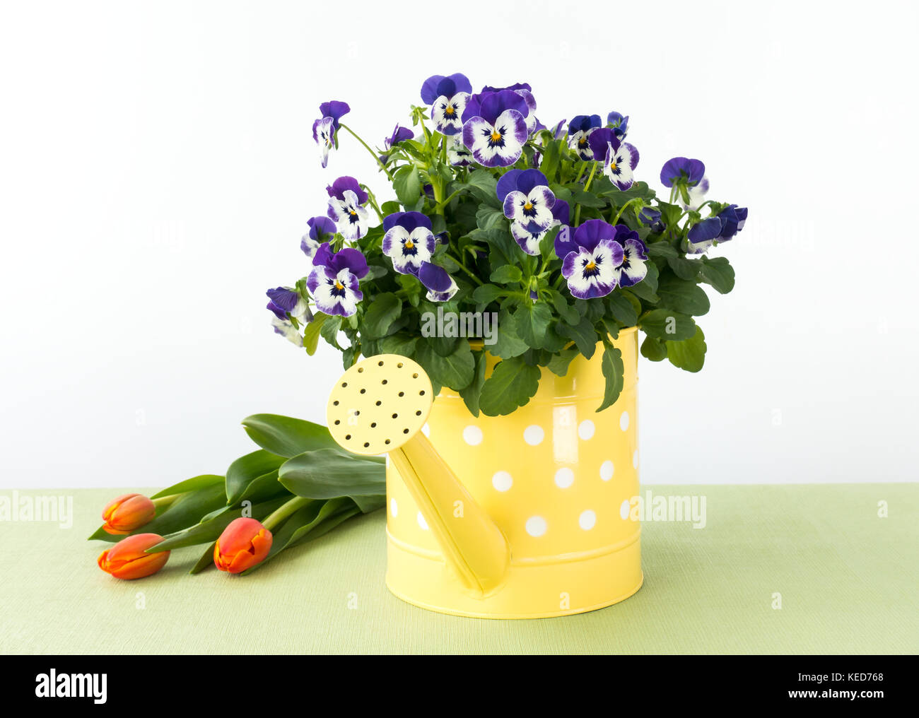 Yellow watering can with white polka dots filled with small purple