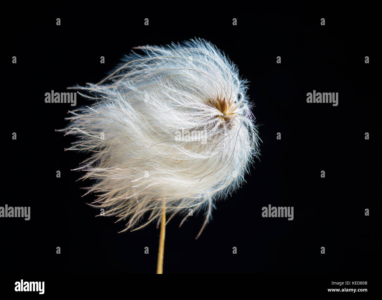 Clematis seed head Stock Photo