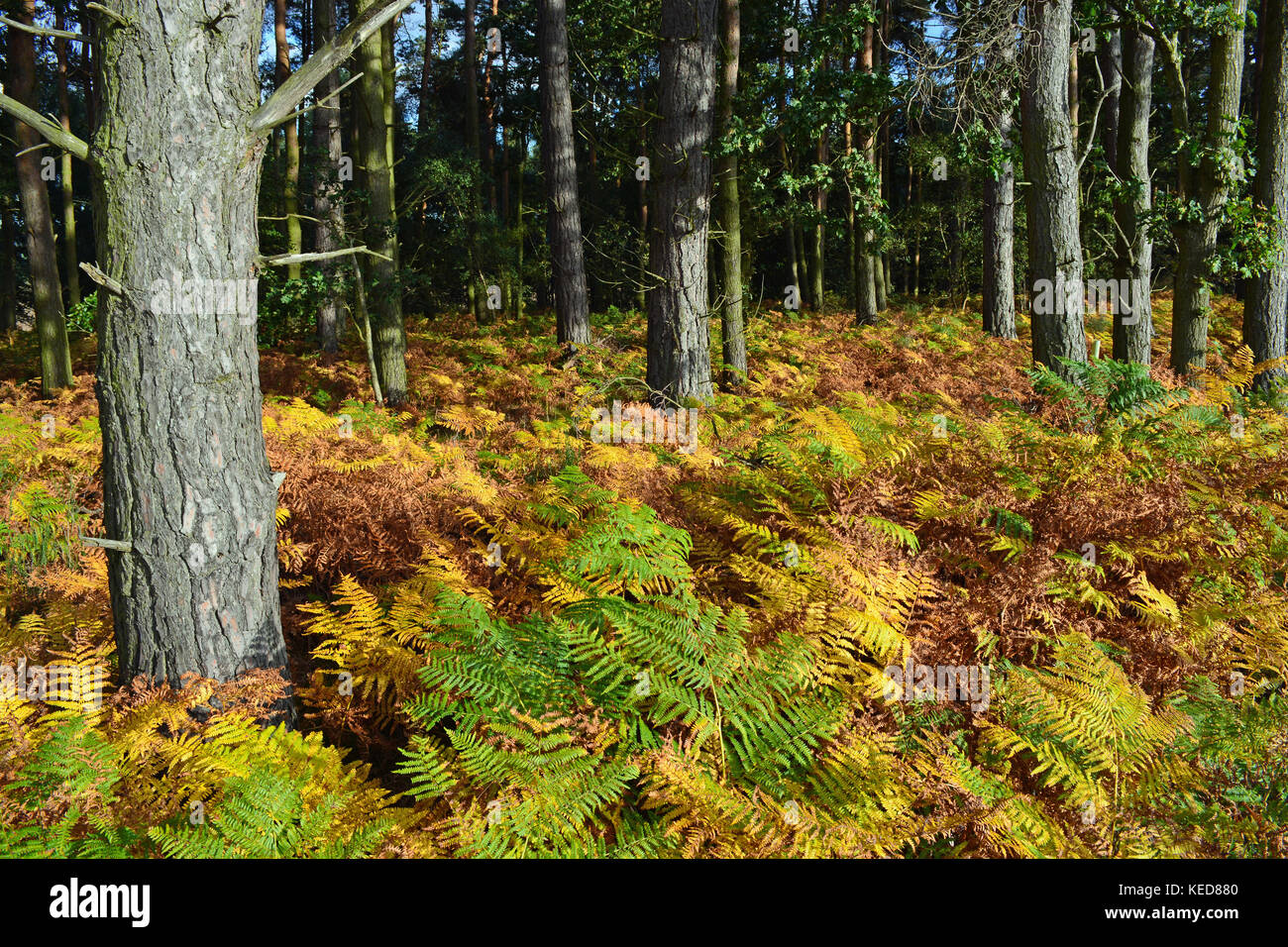 Fowberry Woods, Autumn Colours Stock Photo