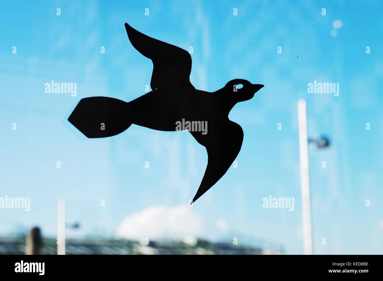 Protectionfor bird from hitting glass. Sticker of bird predator glued