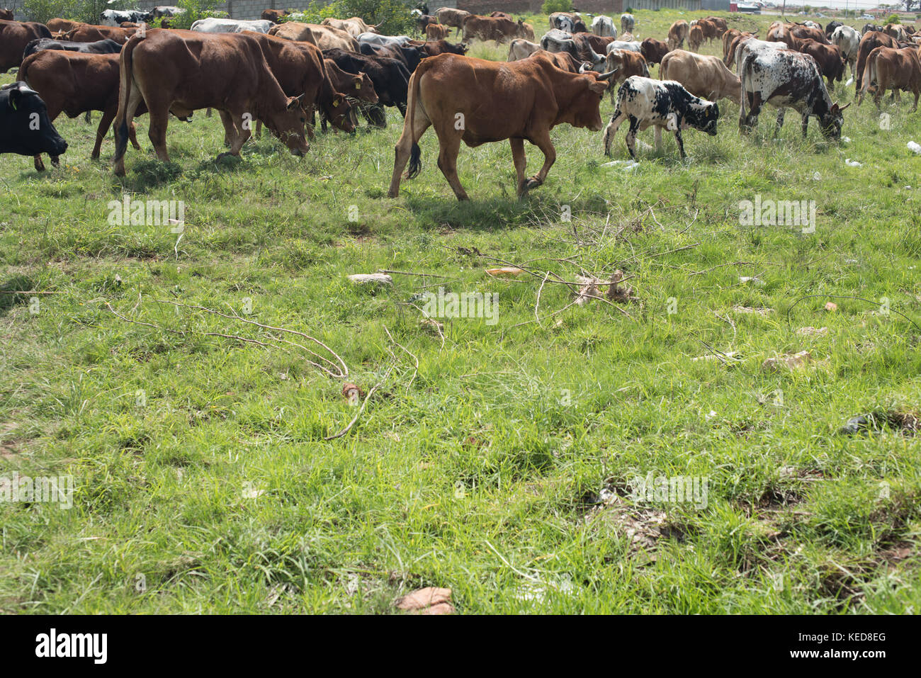 Herd on a field Stock Photo