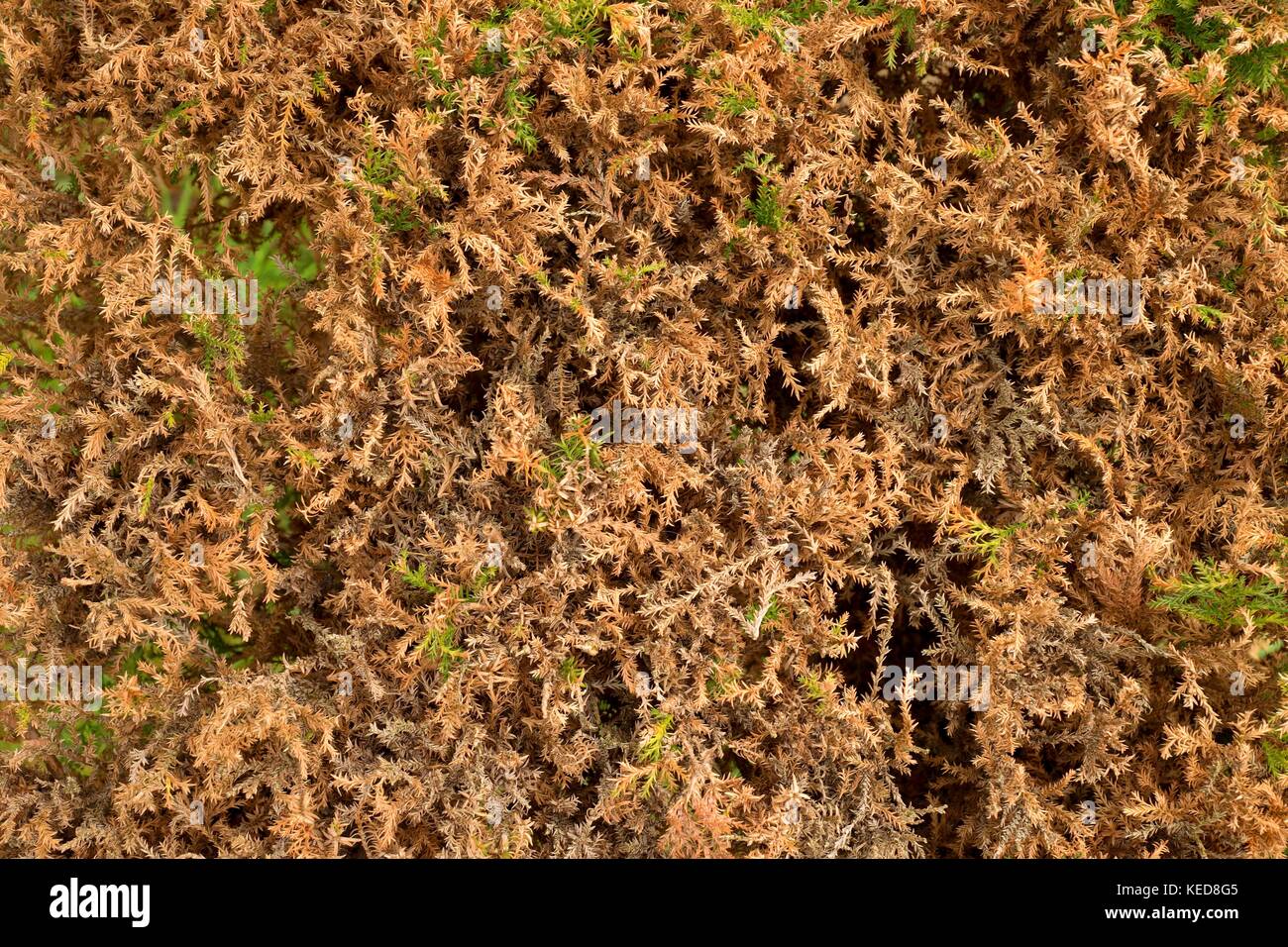 Fresh cut dry branches of yew bush in hedge. Dry branches in hedge