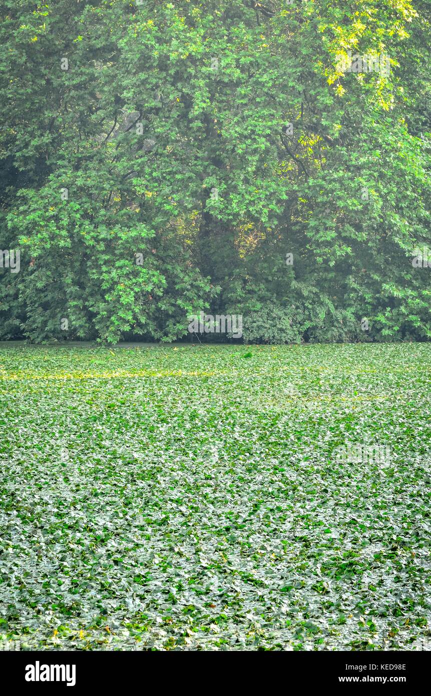 Green summer landscape. Trees and pond covered with green leaves in a park. Stock Photo