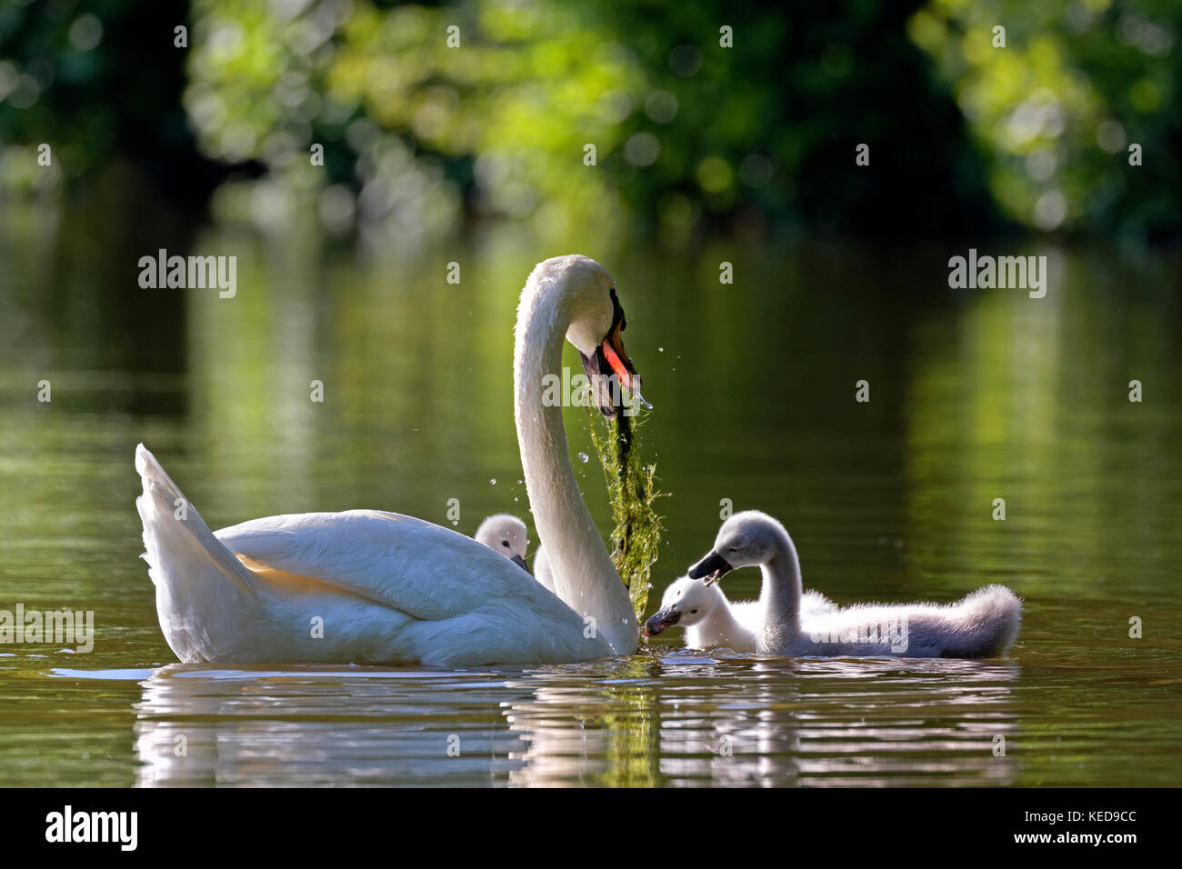 Mute Swan and fledglings, (Cygnus olor), Schleswig-Holstein, Germany, Europe Stock Photo