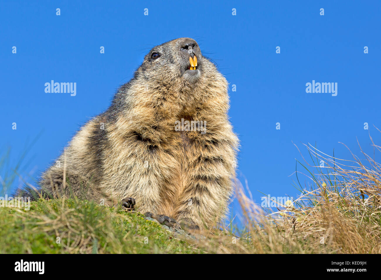 Alpine Marmot (Marmota marmota), Grossglockner, High Tauern, Carinthia, Austria, Europe Stock Photo
