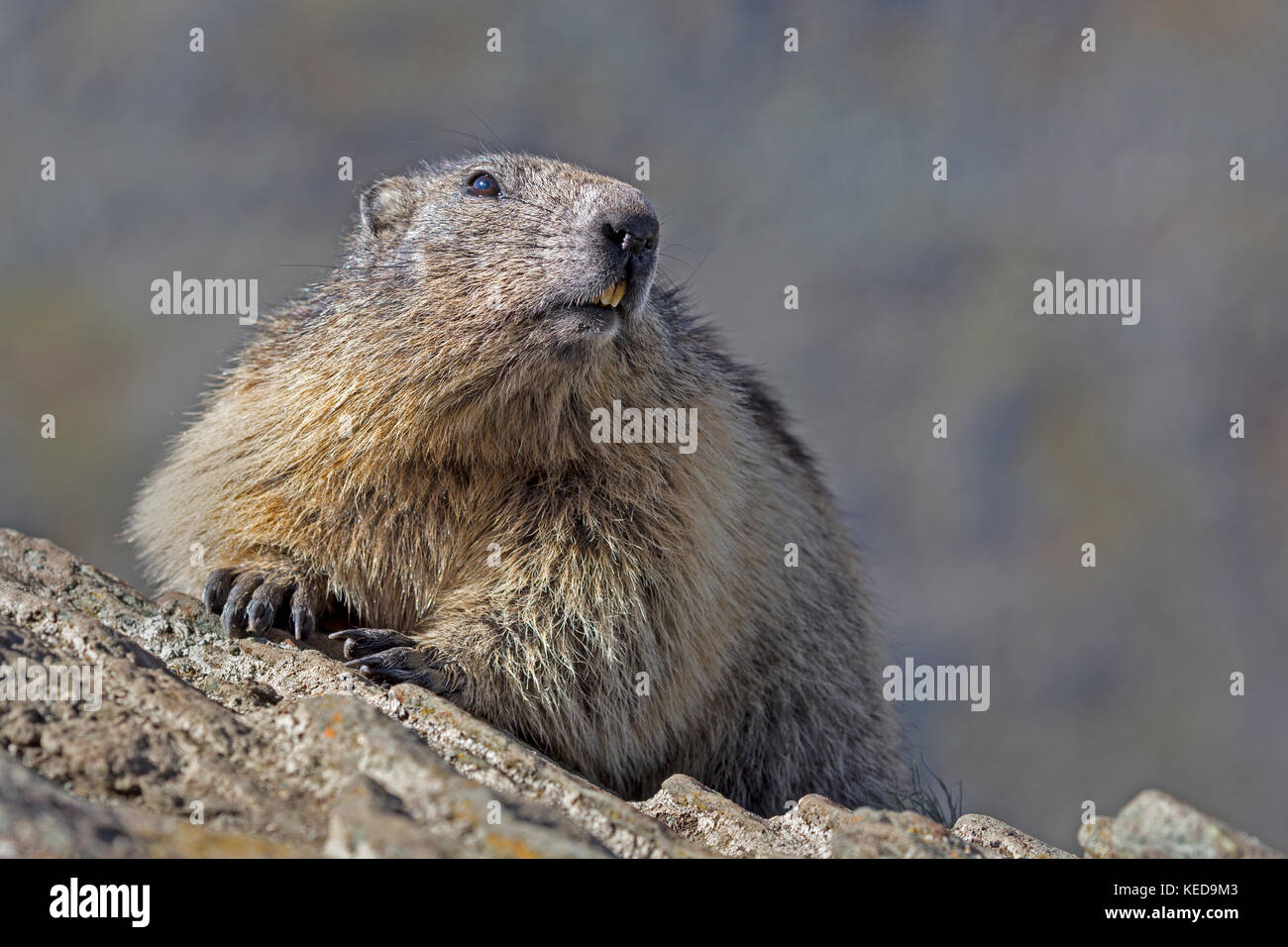 Alpine Marmot (Marmota marmota), Grossglockner, High Tauern, Carinthia, Austria, Europe Stock Photo