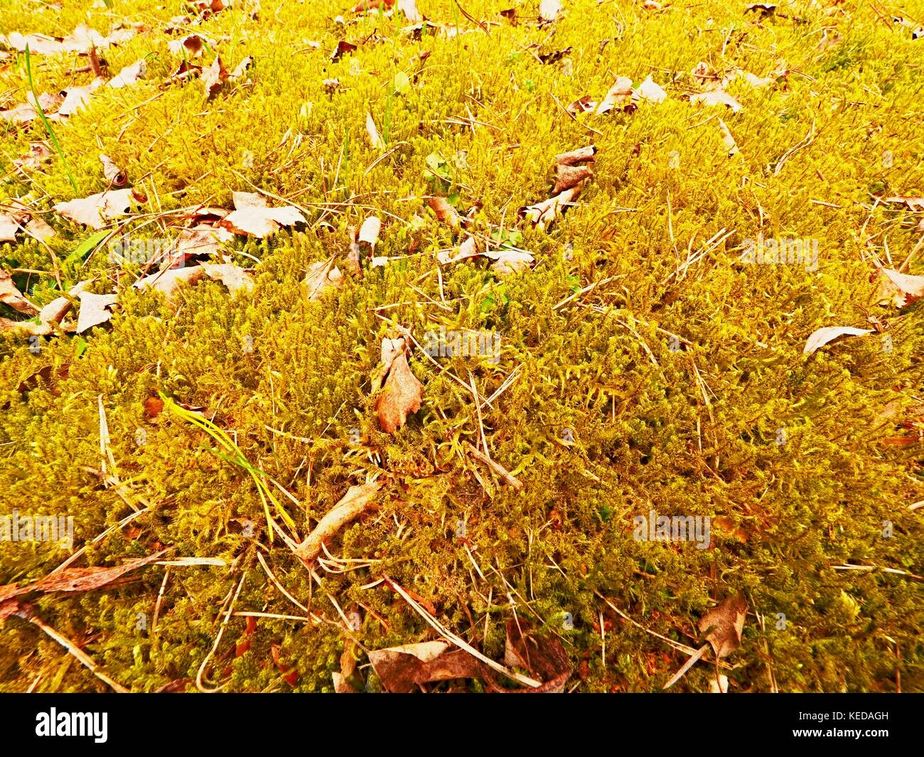 Forest carpet. Old leaves on dry moss in forest. Dry dusty moss, dry