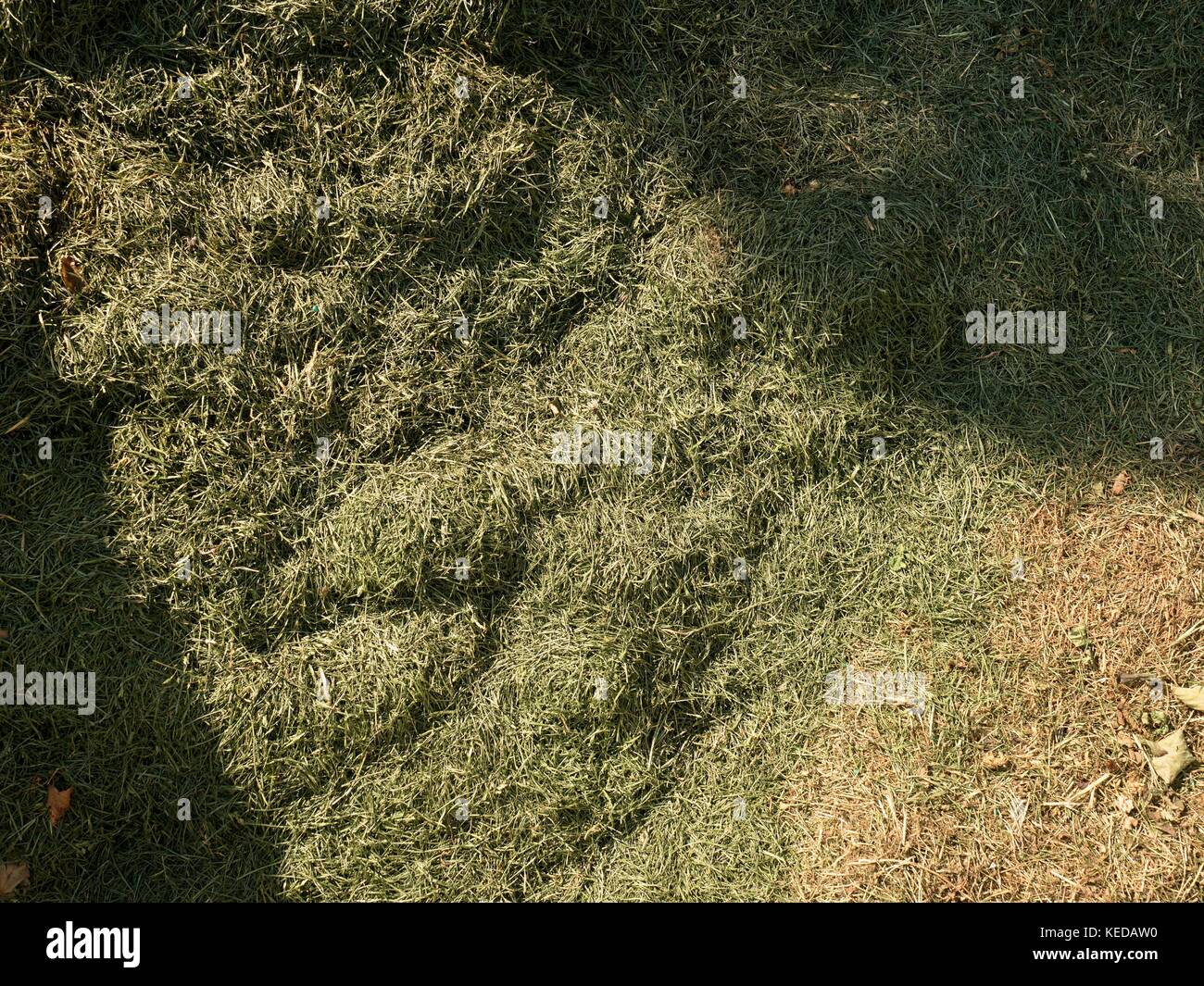 Decay harvested grass in big green smell mound in corner of garden