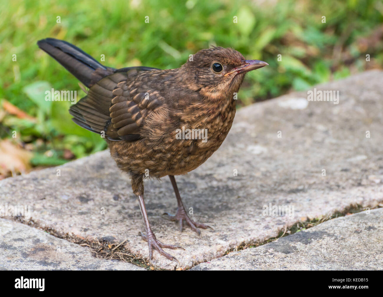 Juvenile blackbird hi-res stock photography and images - Alamy