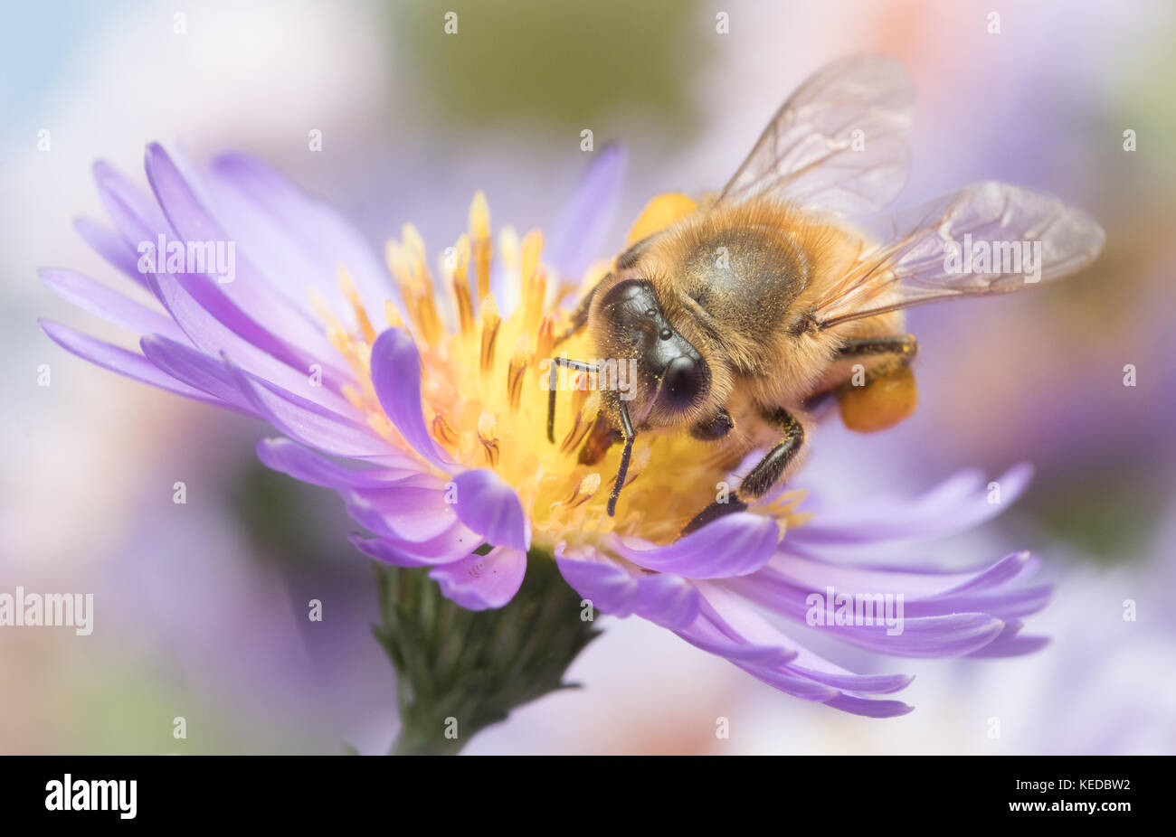 Honey Bee, Apis mellifera, on New York Aster, Aster novi-belgii Stock Photo