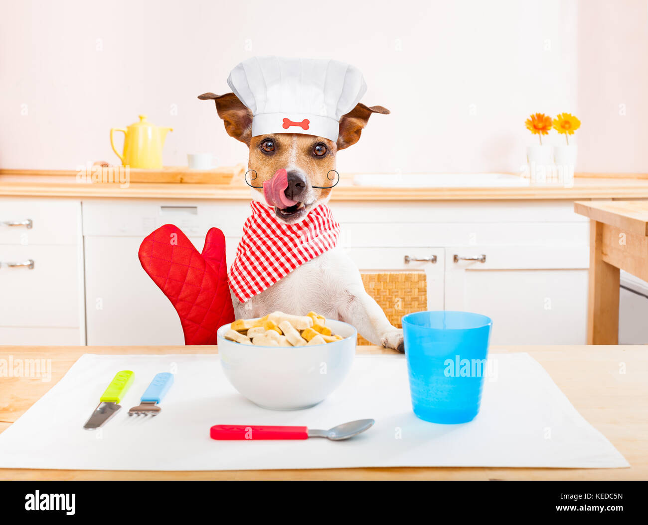 funny hungry jack russell dog in kitchen cooking or eating on table