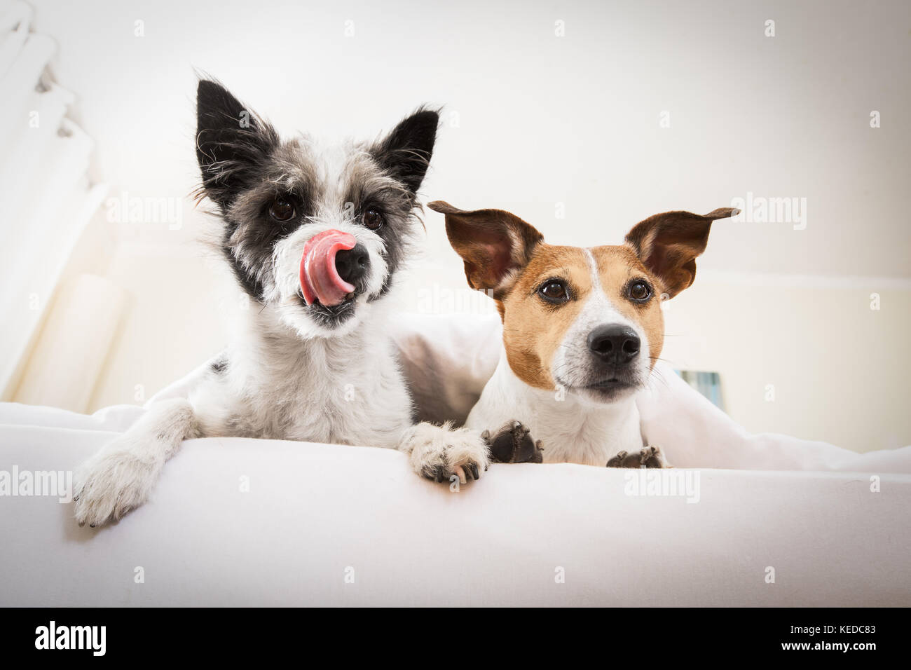 Dog sleep bed nap lazy snooze happy hires stock photography and images